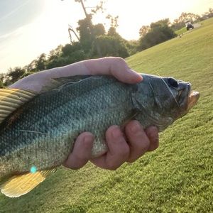 Meet your Posher, Luke